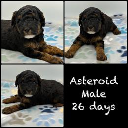 Asteroid - Phantom male Poodle puppy in Grass Valley, California from Sapphire Ridge Poodles