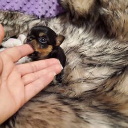 Chihuahua Puppies from Pretty Little Chis