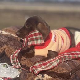 Fredericka - Chocolate female Dachshund puppy in Carthage, Missouri from Hounds by Mishelle