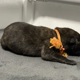 Orange - Gold brindle female Dutch Shepherd puppy in Wheatland, Wyoming from Mill Iron Dutch Shepherds