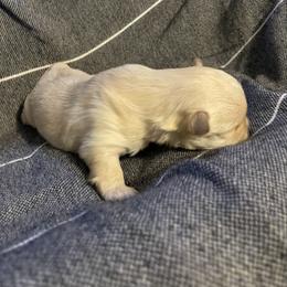 Jason - Tan male Morkie puppy in Taylorsville, North Carolina from Mountain Top Hot Tailz