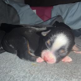 Girl 2 - Black tri female Miniature Australian Shepherd puppy in Beaumont, Texas from Marsh Runner Aussies