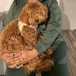 Cavapoo Puppies from Ginger Doodle Babies