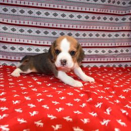 Brown collar male - Black tan and white male Beagle puppy in Fontana, California from JLB Beagles & MBT