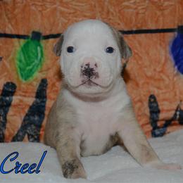 Creel - male Alapaha Blue Blood Bulldog puppy in Walbridge, Ohio from United Alapaha Bulldogs