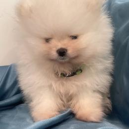 Boy 5 lime green collar - Pomeranian puppy from Suga Sweet Poms