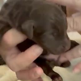 Dolly - Brown female Bernedoodle puppy in Williston, Florida from Tera Caldwell