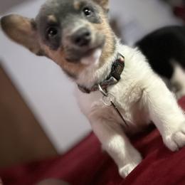 Boy 1 - Blue Pembroke Welsh Corgi puppy in Bossier City, Louisiana from Southside Pembroke Welsh Corgis