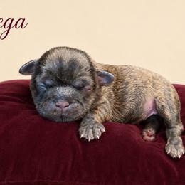 Vega - Brindle female Shih Tzu puppy in Abilene, Texas from L&L Euro Boxers and Small Town Shih Tzus