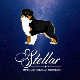 Miniature American Shepherds from Stellar Miniature American Shepherds
