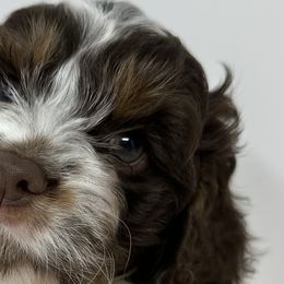 Aussiedoodles, Bernedoodles, Cockapoos, Goldendoodles, and Poodles from Timber Hills Poodles and Doodles