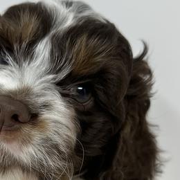 Aussiedoodles, Bernedoodles, Cockapoos, Goldendoodles, and Poodles from Timber Hills Poodles and Doodles