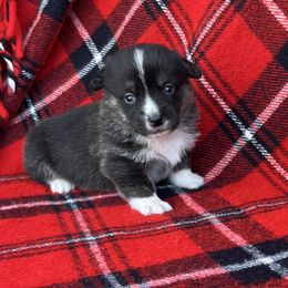 Abby - Black and tan female American Corgi puppy in Washington, Arkansas from Foxy Knoll Farm