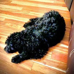 Goldendoodle, Golden Retriever, and Poodle Puppies from Angelic Goldens