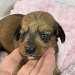 Red girl - Red female Dachshund puppy in Nashville, Arkansas from Whisenhunt Farms