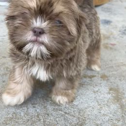 Ellie - Lilac female Shih Tzu puppy in Trinity, North Carolina from Trinity Shih Tzu