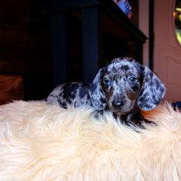 Perseus - Dapple male Dachshund puppy in Washburn, Tennessee from Clinch Mountain Dachshunds