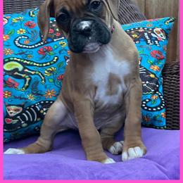 Boxer Puppies from Vincent's Pride Boxers ~ Dudley's Dream Boxers