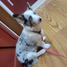 Nix - American Corgi