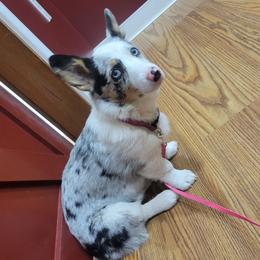 Nix - American Corgi