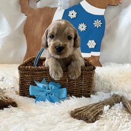 Light Blue Collar Male - Red  male Goldendoodle puppy in Bradenton, Florida from Suncoast Goldendoodles