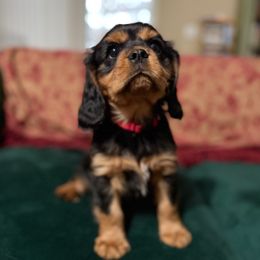 Declan Boy 2 - Cavalier King Charles Spaniel puppy from Melissa's East End Cavaliers