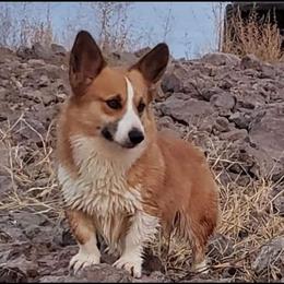 Pembroke Welsh Corgi All Grown Up from Diamond O