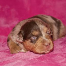 Reba McEntire - Red merle female Miniature Australian Shepherd puppy in Godley, Texas from Bradley Kennels