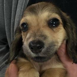 Kiera - Cream female Dachshund puppy in Visalia, California from DachGraston Dachshunds