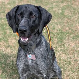 Benelli - German Shorthaired Pointer