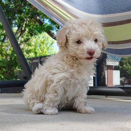 Buttercup - Cream female Poodle puppy in Mapleton, Utah from Caboodles Of Poodles