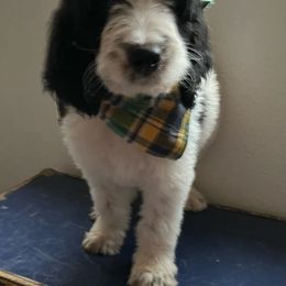 Gaston - Bernedoodle puppy from Little Lake Doodles
