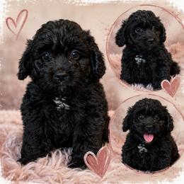 Monica - Black and white female Aussiedoodle puppy in Abbeville, South Carolina from Double E Doodles