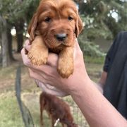 Pink-Molly Weasley - Mahogany female Irish Setter puppy in Franklin, Idaho from Spring Creek Irish Setters