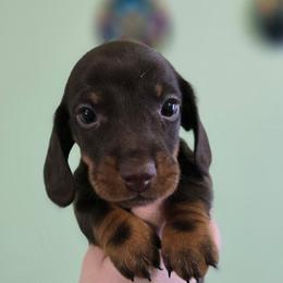 Captain Kirk - Chocolate and tan male Dachshund puppy in Windom, Minnesota from Wyrmhund Dachshunds