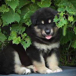 Johnny - Black and white male Alaskan Malamute puppy in Michigan from Warrior’s Legacy Alaskan Malamutes