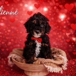 Julienne - Phantom male Bernedoodle puppy in Grants Pass, Oregon from Royal Empire Bernedoodles