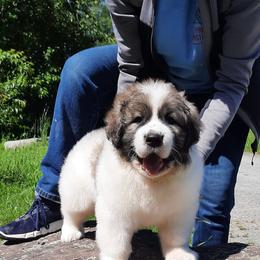 Cavalier King Charles Spaniel and Pyrenean Mastiff Puppies from Norfolk Heritage Farm