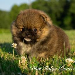 Pomeranian Puppies from Blue Ridge Pomeranian