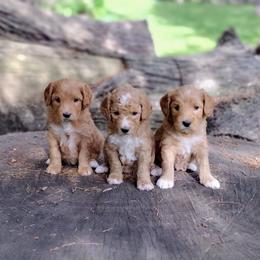 Girl 4 - Apricot female Australian Labradoodle puppy in Harrisonburg, Virginia from Crown Doodles