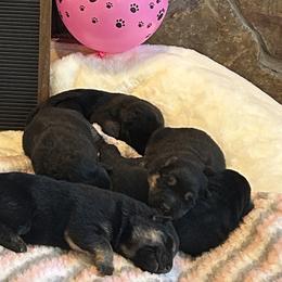 Moana - Black and tan female German Shepherd puppy in Stanardsville, Virginia from Majestic K9 LLC