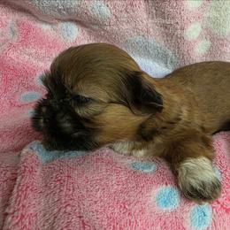Female Brown with black markings - Sable female Shih Tzu puppy in Missouri from Farm Animal Mommy Shih tzu's Michalek Dog Breeder