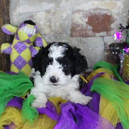 Poodles from Krewe of GaBark