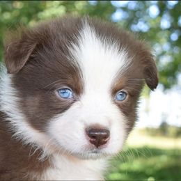Australian Shepherd Puppies from Driftless Australian Shepherds