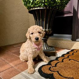 Opal - Cream female Goldendoodle puppy in Sanford, Florida from Florida Coast Golden Doodles