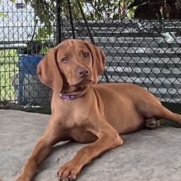 Alabama Boy - Golden rust male Vizsla puppy in Boaz, Alabama from MountainTop Vizslas