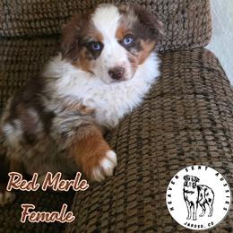 Holly - Red merle female Miniature Australian Shepherd puppy in Jaroso, Colorado from Heaven Sent Aussies