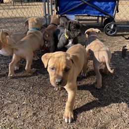 American Bully and American Pit Bull Terrier Puppies from Terminal Velocity Kennels LLC