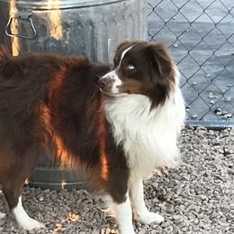 Pistol - Miniature Australian Shepherd