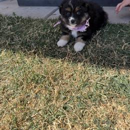 Australian Shepherd and Miniature Australian Shepherd Puppies from Happy Little Aussies